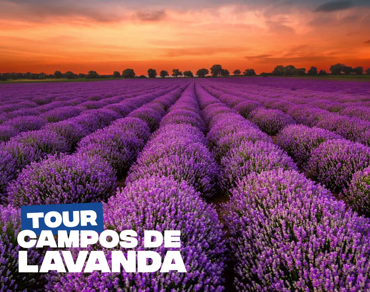 Campos de Lavanda