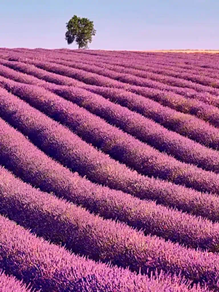 Campos de Lavanda GAL_01