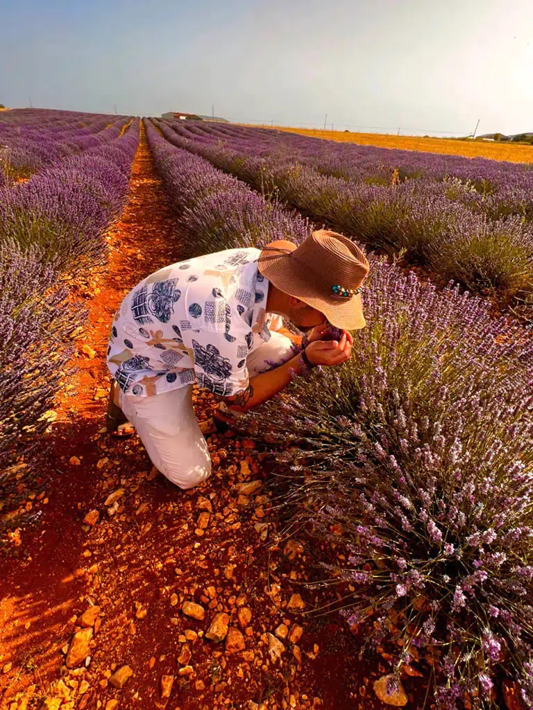 Campos de Lavanda GAL_02