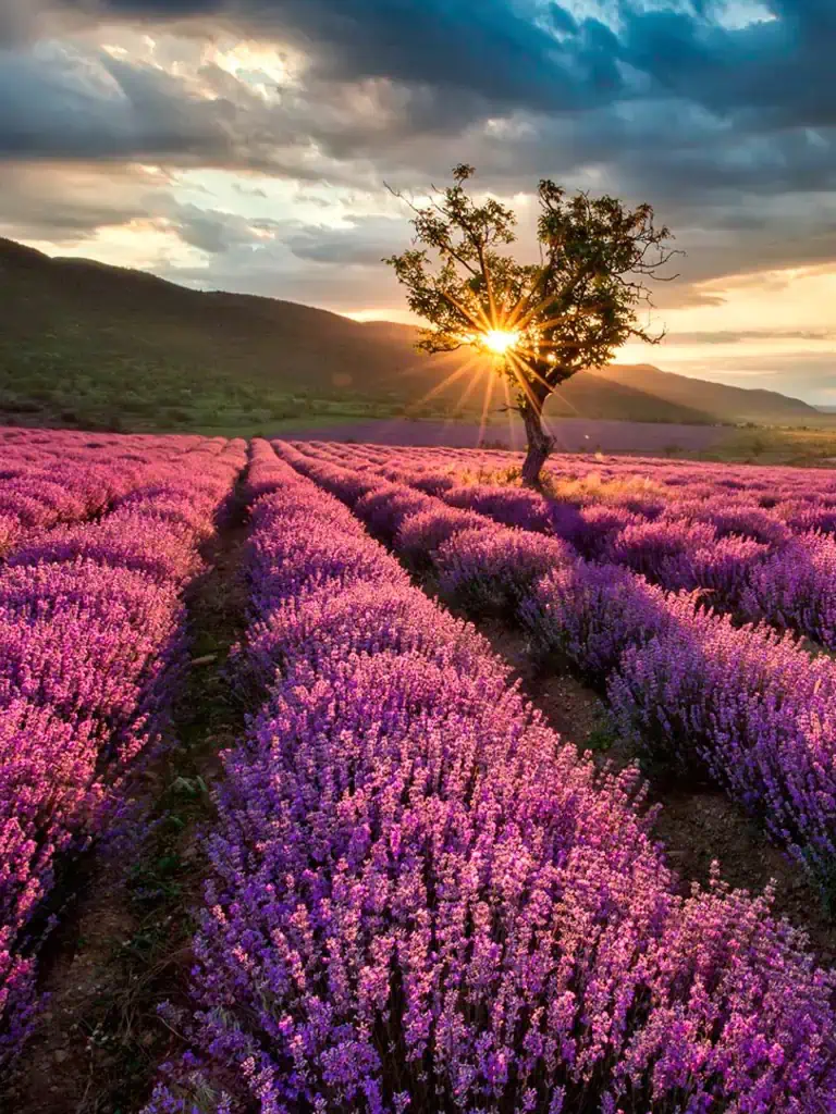 Campos de Lavanda GAL_03